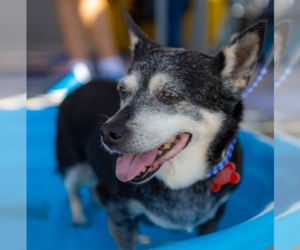 Willow (Chihuahua) - Female Chihuahua-Unknown Mix Dog for Adoption - Photo #8