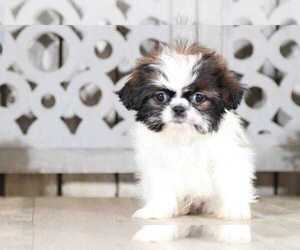 Shih Tzu Puppy for sale in MOUNT VERNON, OH, USA