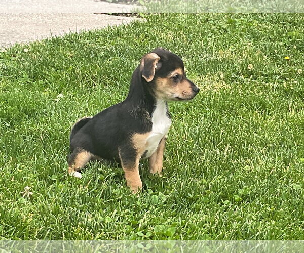 Medium Photo #4 Australian Shepherd-Chihuahua Mix Puppy For Sale in Fort Wayne, IN, USA