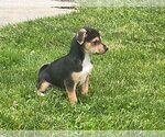 Small #3 Australian Shepherd-Chihuahua Mix