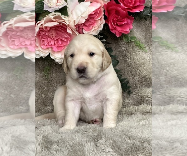 Medium Photo #6 Golden Retriever Puppy For Sale in BRANDON, FL, USA