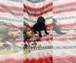 Small Photo #10 Labrador Retriever Puppy For Sale in MERIDEN, KS, USA