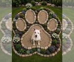 Small Texas Heeler Mix