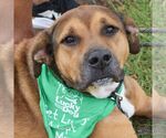 Small #3 Boxer Mix