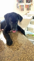 Labrador Retriever Puppy for sale in MILLBROOK, AL, USA