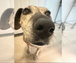 Small #3 Plott Hound Mix