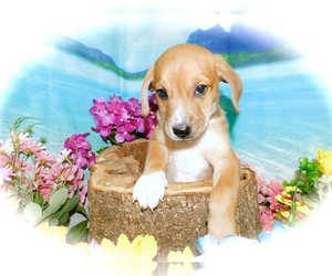 Jack-Rat Terrier Puppy for sale in HAMMOND, IN, USA