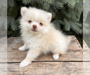 Pomeranian Puppy for sale in MIDDLEBURY, IN, USA