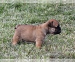 Small Photo #8 Bulldog Puppy For Sale in MARSHFIELD, MO, USA