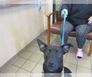 Labrador Retriever Dogs for adoption in Ocala, FL, USA