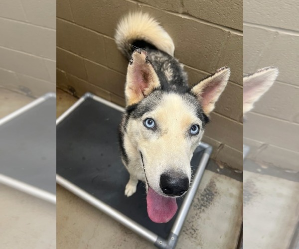 Medium Photo #3 Siberian Husky Puppy For Sale in Severn, MD, USA