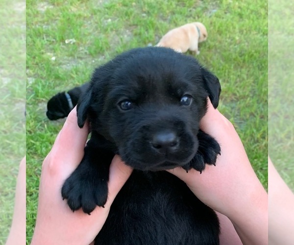 Medium Photo #25 Labrador Retriever Puppy For Sale in LITTLE ROCK, AR, USA