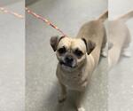 *GENIE - Male Pug-Unknown Mix Dog for Adoption - Small photo