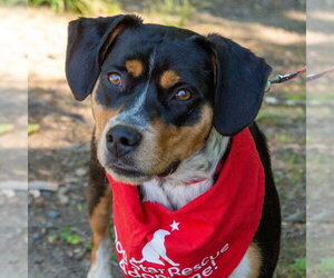 Roy - Male Mutt Dog for Adoption - Photo #6