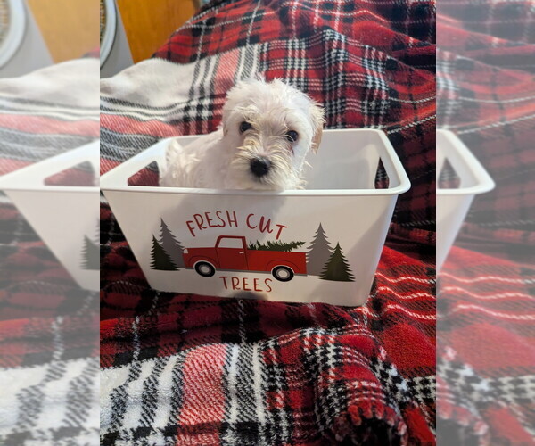 Medium Photo #1 Schnauzer (Miniature) Puppy For Sale in PARSONS, TN, USA