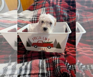 Schnauzer (Miniature) Puppy for sale in PARSONS, TN, USA