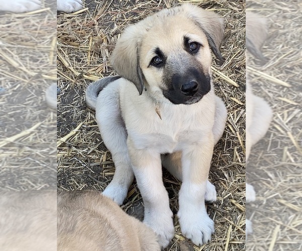 Medium Photo #1 Anatolian Shepherd Puppy For Sale in ROBSTOWN, TX, USA