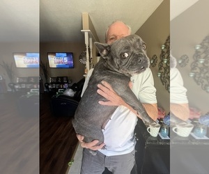 Mother of the French Bulldog puppies born on 05/15/2025