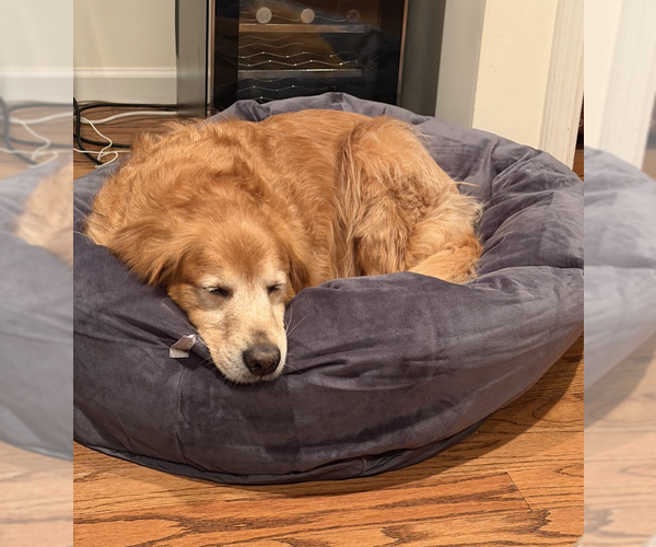 Medium Photo #2 Mutt Puppy For Sale in Brooklyn, NY, USA