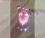 Small #3 Border-Aussie