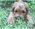Small Photo #7 Goldendoodle (Miniature) Puppy For Sale in MOUNT PLEASANT, SC, USA