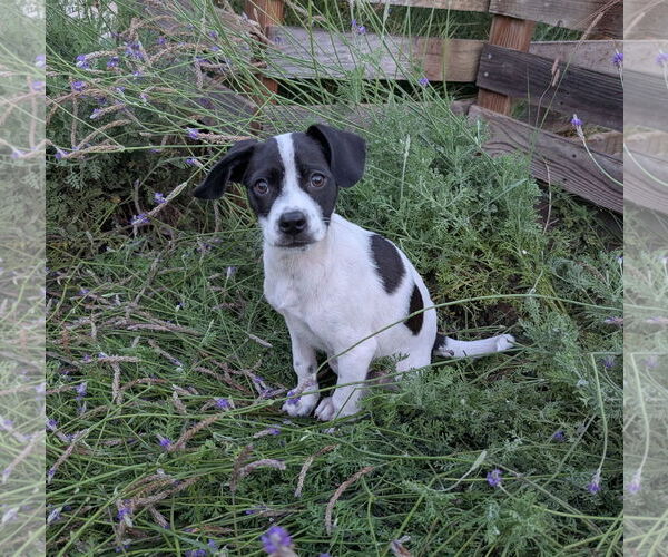 Medium Photo #3 Mutt Puppy For Sale in Davis, CA, USA