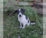 Small #2 Mutt