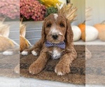 Puppy Douglas Irish Doodle