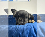 Small #18 French Bulldog