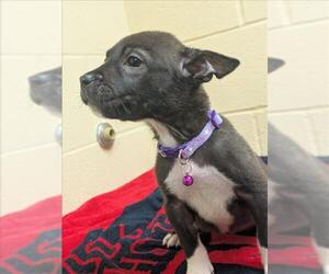 German Shepherd Dog-Unknown Mix Dogs for adoption in Texas City, TX, USA