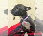 TESLA - Female German Shepherd Dog-Unknown Mix Dog for Adoption - Small photo