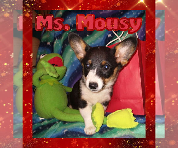 Medium Photo #12 Pembroke Welsh Corgi Puppy For Sale in GALLEGOS, NM, USA