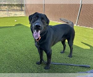 Medium Labrador Retriever Mix