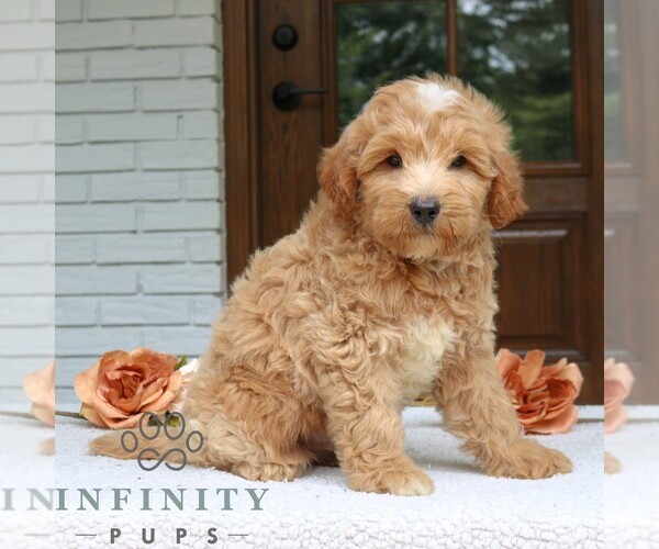 Medium Photo #3 Goldendoodle (Miniature) Puppy For Sale in LEOLA, PA, USA