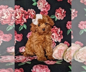 Cavapoo Puppy for sale in NOTTINGHAM, PA, USA