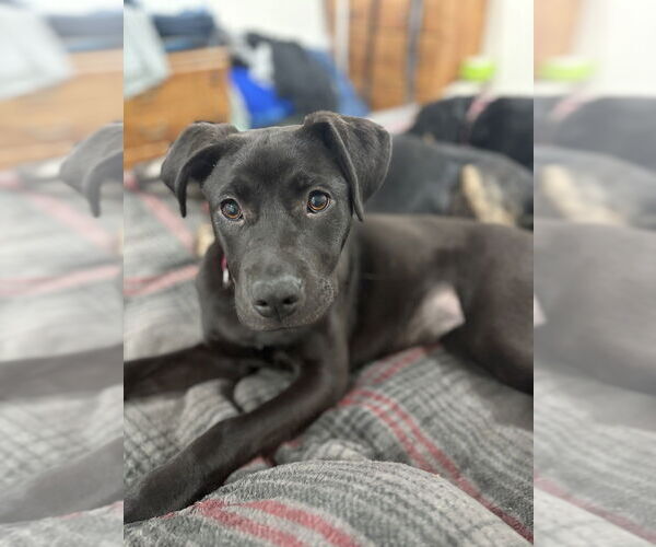 Medium Photo #20 Labrador Retriever-Unknown Mix Puppy For Sale in Brewster, NY, USA