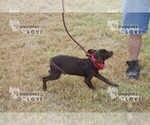 Small Photo #7 Labrador Retriever Puppy For Sale in SANGER, TX, USA
