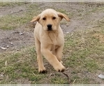 Small Labrador Retriever