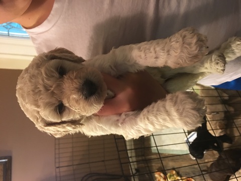 Medium Photo #1 Labradoodle Puppy For Sale in SIBLEY, LA, USA