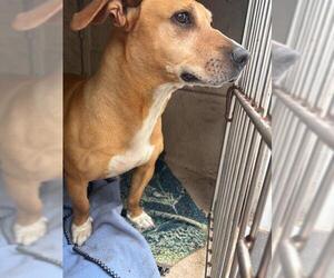 Pembroke Welsh Corgi-Unknown Mix Dogs for adoption in Oklahoma City, OK, USA