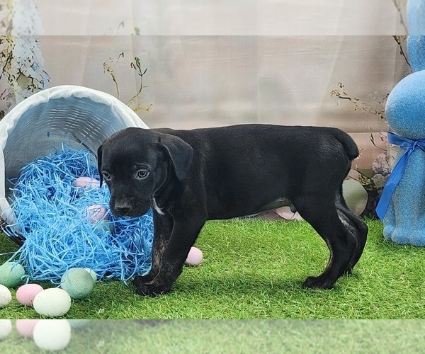 Medium Photo #12 Catahoula Leopard Dog Puppy For Sale in CUMBY, TX, USA