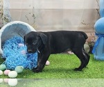 Small #11 Catahoula Leopard Dog