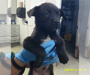 Shepradors Dogs for adoption in Oklahoma City, OK, USA