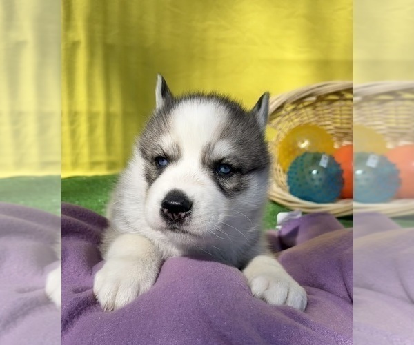 Medium Photo #12 Siberian Husky Puppy For Sale in DEARBORN, MO, USA