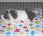 Small Photo #9 Shorkie Tzu Puppy For Sale in ORO VALLEY, AZ, USA
