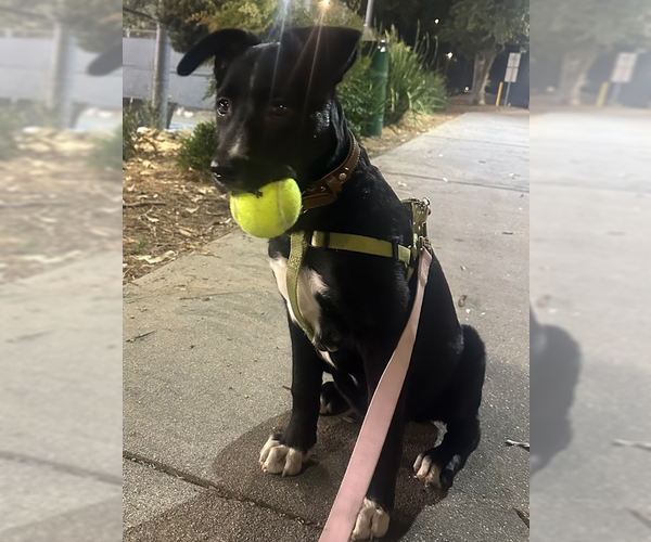 Medium Photo #1 Border Collie-Unknown Mix Puppy For Sale in Dana Point, CA, USA