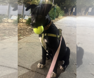 Border Collie-Unknown Mix Dogs for adoption in Dana Point, CA, USA