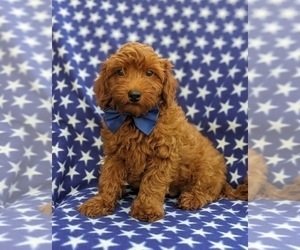 Goldendoodle-Poodle (Toy) Mix Puppy for sale in NOTTINGHAM, PA, USA