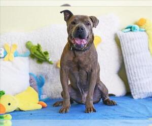 Boxer-Unknown Mix Dogs for adoption in Tavares, FL, USA