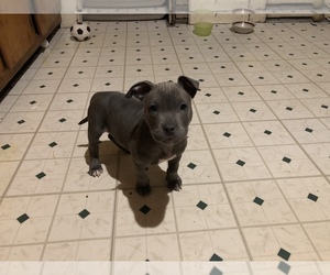 American Pit Bull Terrier Puppy for sale in FRENCHTOWN, MI, USA